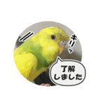 セキセイインコのフクチョウとぴーちゃん（個別スタンプ：10）