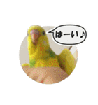 セキセイインコのフクチョウとぴーちゃん（個別スタンプ：11）