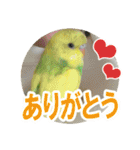 セキセイインコのフクチョウとぴーちゃん（個別スタンプ：12）