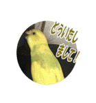 セキセイインコのフクチョウとぴーちゃん（個別スタンプ：13）