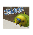 セキセイインコのフクチョウとぴーちゃん（個別スタンプ：14）