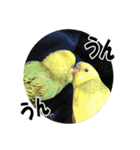 セキセイインコのフクチョウとぴーちゃん（個別スタンプ：16）