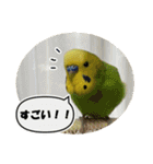 セキセイインコのフクチョウとぴーちゃん（個別スタンプ：18）