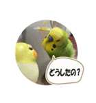 セキセイインコのフクチョウとぴーちゃん（個別スタンプ：19）