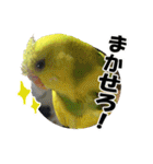 セキセイインコのフクチョウとぴーちゃん（個別スタンプ：20）