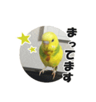セキセイインコのフクチョウとぴーちゃん（個別スタンプ：21）