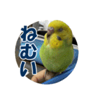 セキセイインコのフクチョウとぴーちゃん（個別スタンプ：22）