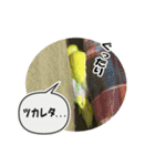 セキセイインコのフクチョウとぴーちゃん（個別スタンプ：24）