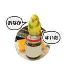 セキセイインコのフクチョウとぴーちゃん（個別スタンプ：25）