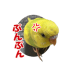 セキセイインコのフクチョウとぴーちゃん（個別スタンプ：26）