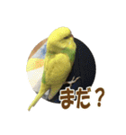 セキセイインコのフクチョウとぴーちゃん（個別スタンプ：27）