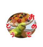 セキセイインコのフクチョウとぴーちゃん（個別スタンプ：28）