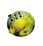 セキセイインコのフクチョウとぴーちゃん（個別スタンプ：29）