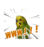 セキセイインコのフクチョウとぴーちゃん（個別スタンプ：30）