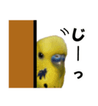 セキセイインコのフクチョウとぴーちゃん（個別スタンプ：31）