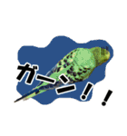 セキセイインコのフクチョウとぴーちゃん（個別スタンプ：32）