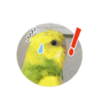 セキセイインコのフクチョウとぴーちゃん（個別スタンプ：34）