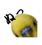 セキセイインコのフクチョウとぴーちゃん（個別スタンプ：35）