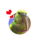 セキセイインコのフクチョウとぴーちゃん（個別スタンプ：36）