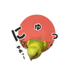 セキセイインコのフクチョウとぴーちゃん（個別スタンプ：37）
