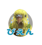 セキセイインコのフクチョウとぴーちゃん（個別スタンプ：38）