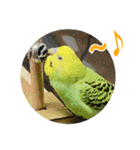 セキセイインコのフクチョウとぴーちゃん（個別スタンプ：39）