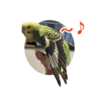 セキセイインコのフクチョウとぴーちゃん（個別スタンプ：40）