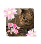 愛猫「瑛斗のスタンプ」（個別スタンプ：5）