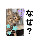 愛猫「瑛斗のスタンプ」（個別スタンプ：6）