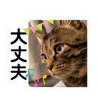 愛猫「瑛斗のスタンプ」（個別スタンプ：7）
