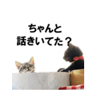 ぶりちゃんず（個別スタンプ：13）