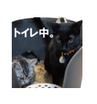 ぶりちゃんず（個別スタンプ：20）