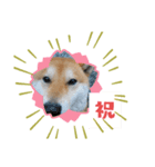子供のふく（個別スタンプ：1）