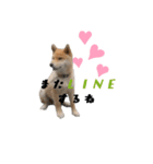 子供のふく（個別スタンプ：2）