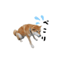 子供のふく（個別スタンプ：5）