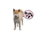 子供のふく（個別スタンプ：8）