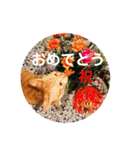 アレイさん金ちゃんすぴぴ（個別スタンプ：4）