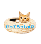 アレイさん金ちゃんすぴぴ（個別スタンプ：8）