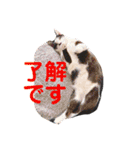 アレイさん金ちゃんすぴぴ（個別スタンプ：14）
