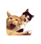 アレイさん金ちゃんすぴぴ（個別スタンプ：15）