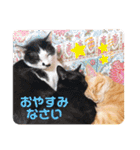 アレイさん金ちゃんすぴぴ（個別スタンプ：16）