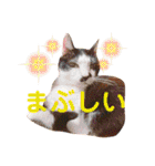 アレイさん金ちゃんすぴぴ（個別スタンプ：21）