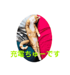 アレイさん金ちゃんすぴぴ（個別スタンプ：24）