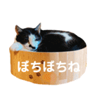 アレイさん金ちゃんすぴぴ（個別スタンプ：25）