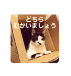 アレイさん金ちゃんすぴぴ（個別スタンプ：29）