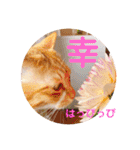 アレイさん金ちゃんすぴぴ（個別スタンプ：31）