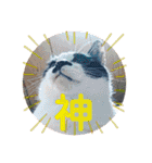 アレイさん金ちゃんすぴぴ（個別スタンプ：39）