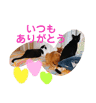 アレイさん金ちゃんすぴぴ（個別スタンプ：40）