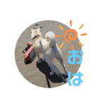 白柴ワン太日常6（個別スタンプ：1）