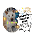 白柴ワン太日常6（個別スタンプ：5）